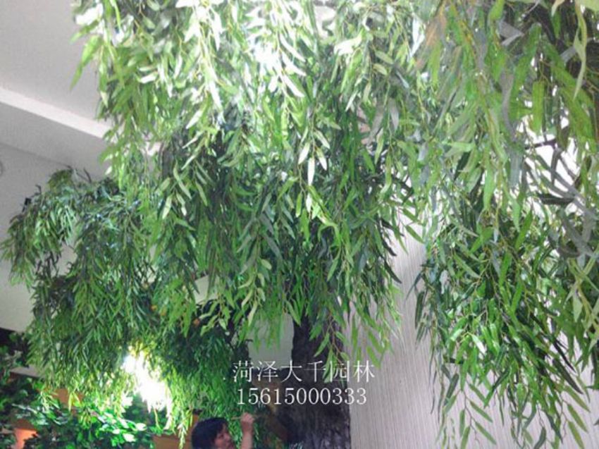 點(diǎn)擊查看詳細(xì)信息<br>標(biāo)題：假樹(shù) 閱讀次數(shù)：1392