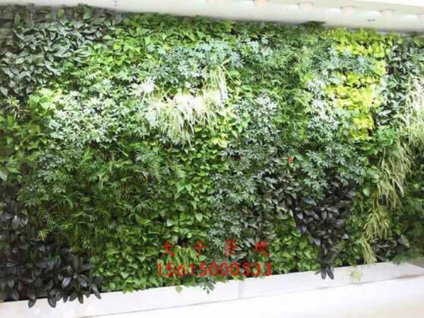 點擊查看詳細信息<br>標題：綠植墻 閱讀次數：2457